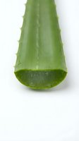 Fresh aloe vera leaf cut in half, showing translucent gel interior and spiky edges, isolated on white background for skincare and wellness design use.