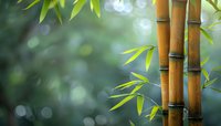 Golden bamboo stalks with fresh green leaves against soft blurred natural background creating peaceful zen atmosphere for spa wellness meditation designs.