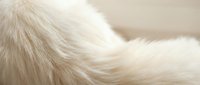 Soft white fluffy fur texture close-up with natural lighting creating warm tones and gentle shadows for cozy winter designs and luxury materials.
