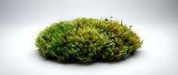 Lush green moss mound isolated on white background, suitable for nature designs, botanical graphics, and environmental projects.