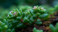 Succulent plant with plump green leaves and pink tips growing in rich soil, perfect for gardening, houseplant, and botanical themes.