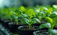 Young green mint seedling growing in black plastic pot with soil, perfect for gardening, agriculture and organic farming concepts. Natural bokeh background creates depth and freshness.