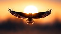 Majestic hawk soaring with outstretched wings against golden sunset sky. Powerful bird of prey silhouette flying towards bright sun creating dramatic backlit scene.