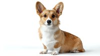 Pembroke Welsh Corgi puppy with ginger and white fur sitting attentively on white background, isolated studio portrait for pet and animal designs.