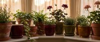 Indoor herb garden with potted plants on sunny windowsill featuring basil, flowers and greenery in terracotta pots for home cooking and gardening.