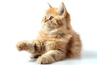 Adorable ginger Persian kitten with fluffy fur lying on white background, looking up with curious expression. Isolated studio portrait for pet and animal designs.