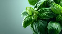 Fresh green basil leaves with water droplets on soft gradient background for culinary and cooking projects.