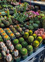Diverse collection of potted cacti and succulents displayed at market stall, featuring colorful varieties with pink, yellow, and orange flowering tops.
