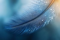 Blue feather with water droplets in soft focus macro photography for nature and wellness designs.