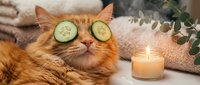 Orange tabby cat wearing cucumber slices over eyes during spa relaxation session with candle and towels in cozy home wellness setting.