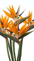 Vibrant bird of paradise flowers with orange and blue petals isolated on white background for tropical design projects and botanical artwork.