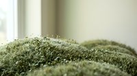 Close-up of fresh green moss with water droplets in soft natural light creating organic texture for nature and botanical design projects.