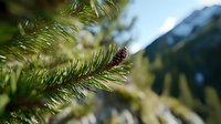 Fresh pine branch with small cone against blurred mountain landscape background, natural outdoor scene capturing wilderness and seasonal forest detail.
