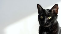 Black cat with yellow eyes sitting in sunlight shadow patterns on white background for pet adoption campaigns and animal welfare content.