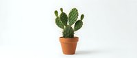 Prickly pear cactus in terracotta pot isolated on white background, ready for design projects, web graphics, and botanical illustrations.