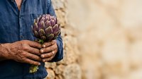 Farmer holding fresh artichoke in hands outdoors, agricultural harvest and organic produce concept for farming, gardening, and food industry use.