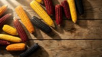 Colorful corn cobs in yellow, red, orange and purple varieties scattered on rustic wooden background for autumn harvest and agricultural themes.