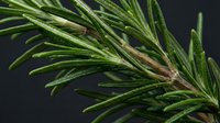 Fresh rosemary herb sprigs with water droplets on dark background, suitable for culinary, wellness, and botanical design projects.