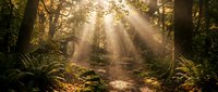 Sunbeams pierce through misty forest canopy creating magical golden light rays illuminating lush ferns and moss-covered ground in enchanted woodland scene.