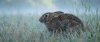 Wild rabbit with brown and gray fur sitting in tall grass and frost-covered vegetation during early morning. Suitable for nature, wildlife, and seasonal content.