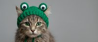 Adorable tabby kitten wearing green knitted frog hat with googly eyes on neutral background, perfect for pet costume and holiday greeting designs.
