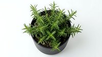Fresh rosemary herb plant growing in black pot on white background. Aromatic culinary ingredient for cooking and seasoning dishes in kitchen garden.