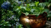 Fresh mint leaves in copper pot with blue flowers in garden background, creating rustic herbal scene for culinary or wellness concepts.