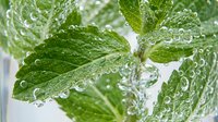 Fresh mint leaves with water droplets in clear liquid creating refreshing splash effect for beverages, aromatherapy and natural wellness concepts.