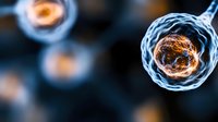Microscopic view of glowing cell membrane with orange nucleus on dark background, scientific visualization showing biological structure and cellular processes.