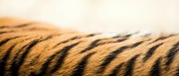 Tiger fur texture with black stripes on orange background showing natural wildlife pattern for animal themed designs and educational materials.