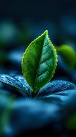 Fresh green leaf with morning dew drops on blurred natural background. Close-up macro photography of plant foliage with water droplets for organic concepts.