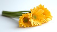 Vibrant yellow gerbera daisies with green stems lying together on white background, showcasing fresh spring flowers in soft focus with selective depth of field.