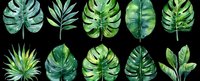 Watercolor tropical leaves collection on black background. Monstera, palm, and exotic foliage for botanical design.