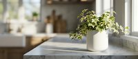 Young potted plant with green foliage in white ceramic pot on marble windowsill, bright natural light from window, blurred kitchen background, home decor and indoor gardening.