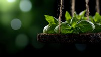 Fresh basil leaves growing in wooden hanging planter with soil against blurred green bokeh background, dramatic lighting creates garden atmosphere.