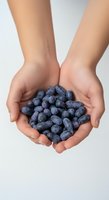 Hands holding fresh blueberries against white background. Caucasian female hands presenting ripe berries for healthy eating, nutrition, and organic food concepts.