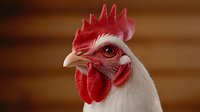 Close-up portrait of white rooster head with bright red comb and wattles against wooden background, showing detailed feathers and distinctive profile.