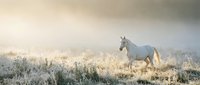 Gray horse standing in frost-covered meadow during misty morning, surrounded by frozen grass and wildflowers, suitable for equestrian, nature, and seasonal stock photography.