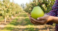 Farmer holding fresh green pear in hands at orchard during harvest season. Agricultural produce and fruit farming concept for commercial and editorial use.