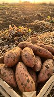 Fresh harvested potatoes in wooden crate on plowed agricultural field during golden hour sunset. Organic farming and autumn harvest season concept.