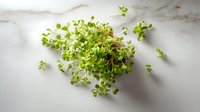 Fresh microgreens sprouts on white marble countertop, organic healthy food ingredient for salads, sandwiches and garnishing dishes.