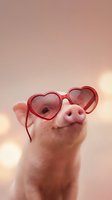 Adorable pink piglet wearing red heart-shaped sunglasses with warm bokeh lights creating romantic Valentine's Day atmosphere for love themed designs.