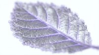 Macro shot of a delicate leaf with intricate vein patterns and crystalline frost coating, isolated on white background for design projects.