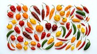 Colorful assortment of fresh hot chili peppers in various shapes and sizes arranged on white background. Spicy cooking ingredients for culinary projects.