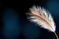 Delicate white and beige feather with soft textured barbs floating against dark blue bokeh background, creating ethereal atmospheric mood for spiritual designs.