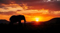 Majestic elephant silhouette against vibrant orange sunset sky with mountains. African wildlife safari scene with dramatic golden hour lighting for nature photography.