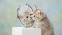 Adorable fluffy kitten looking at itself in round mirror, cute pet self-reflection moment with soft pastel background for animal lovers and home decor.