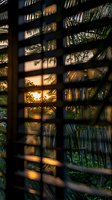 Tropical sunset view through wooden window blinds with palm leaves creating dramatic shadows and silhouettes against warm golden light background.