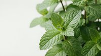 Fresh green mint leaves on white background, aromatic herb plant for cooking, tea, natural medicine and culinary ingredients in kitchen garden.