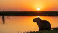Capybara silhouette at golden sunset by tranquil lake with warm orange sky reflecting on calm water surface creating peaceful wildlife scene.